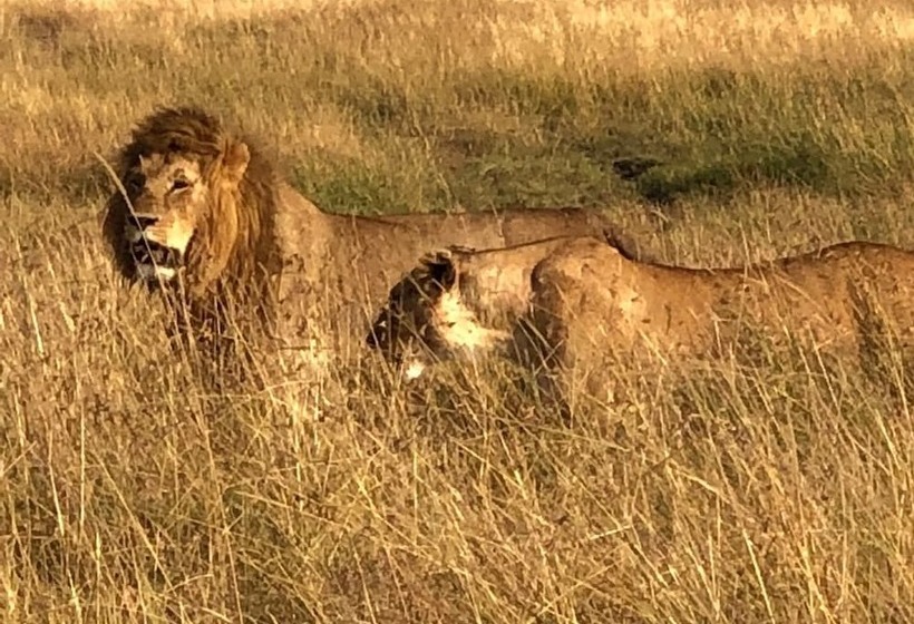 Hotel Hammerkop Migration Camp