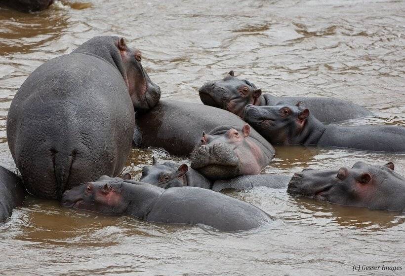 Hotel Hammerkop Migration Camp