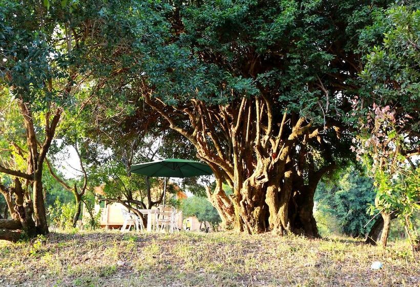 هتل Jambo Mara Safari Lodge