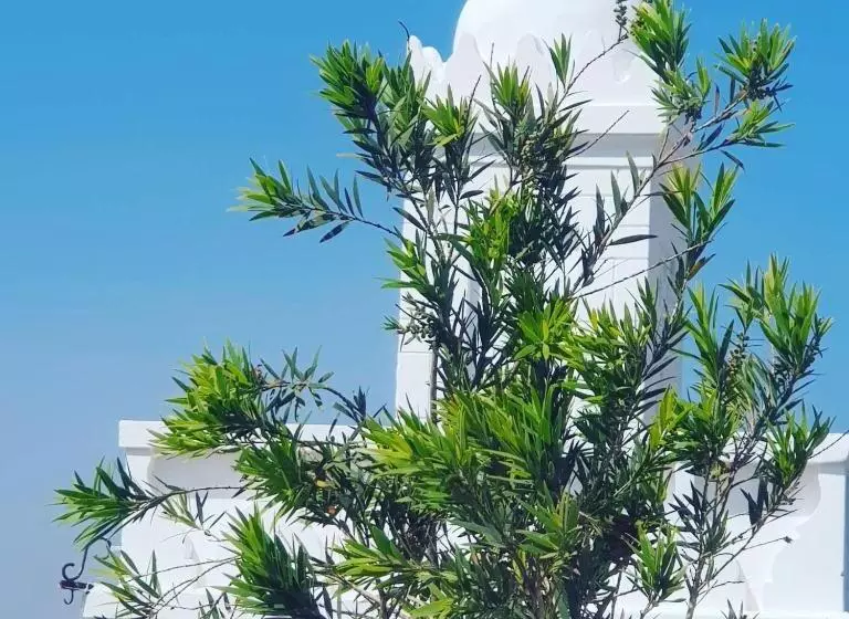 ペンション Riad Thamayna