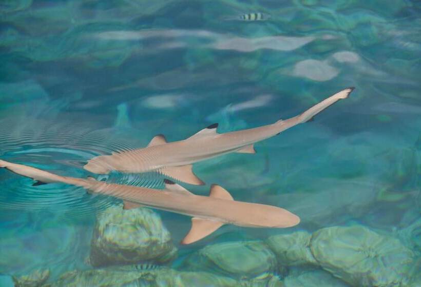 هتل Drift Thelu Veliga Retreat