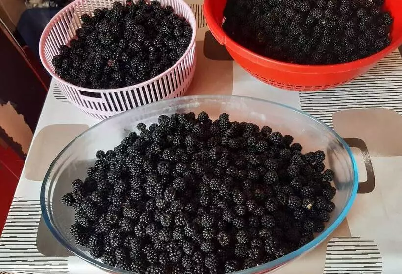 فندق La Alegría