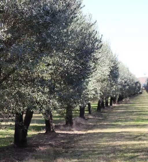 モーテル Denman Motor Inn