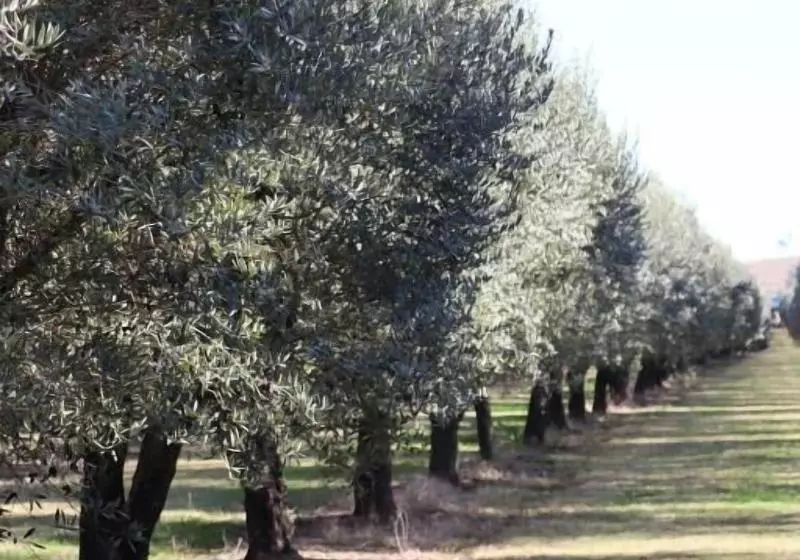 モーテル Denman Motor Inn