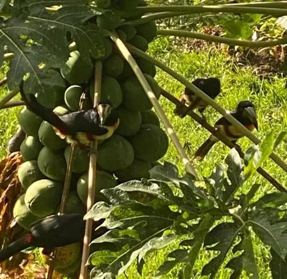 Hotelli Chorotega Cabina