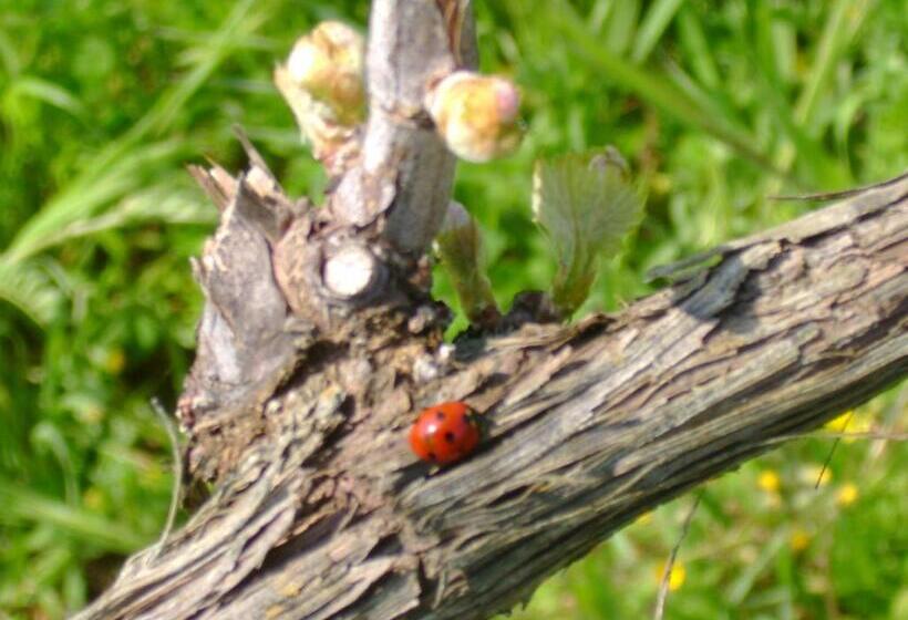 酒店 Agriturismo Il Santo