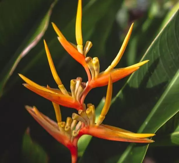 ペンション Bali Bio Villas