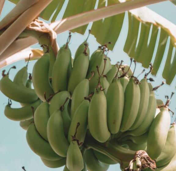 بنسيون Bali Bio Villas