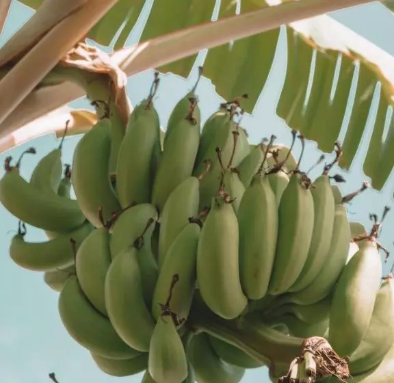 ペンション Bali Bio Villas