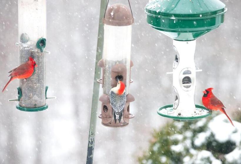 مبيت وإفطار Orchard Inn