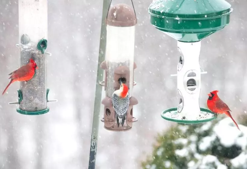 Aamiaismajoitus (B&B) Orchard Inn