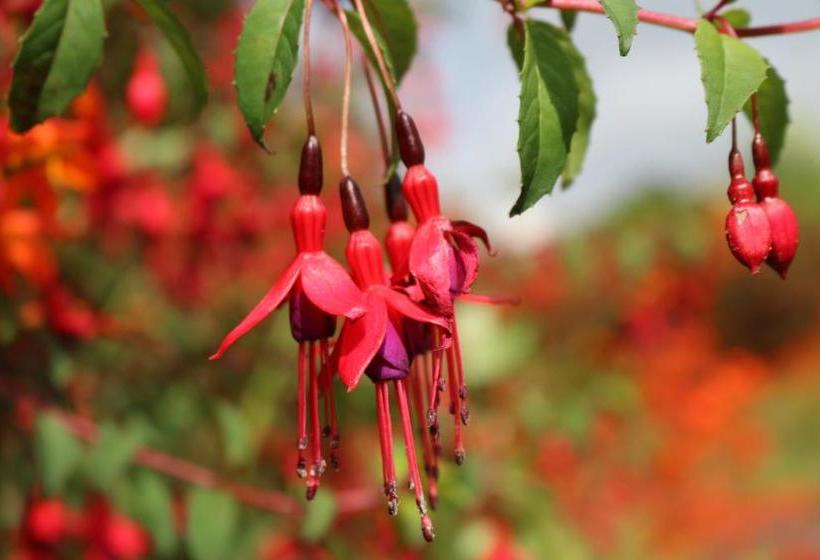 פנסיון An Portán Guest House And Restaurant