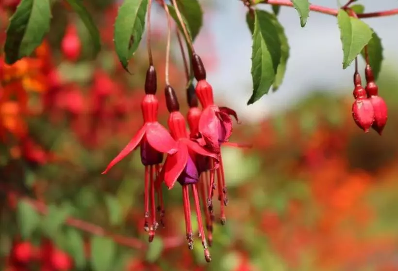 ペンション An Portán Guest House And Restaurant