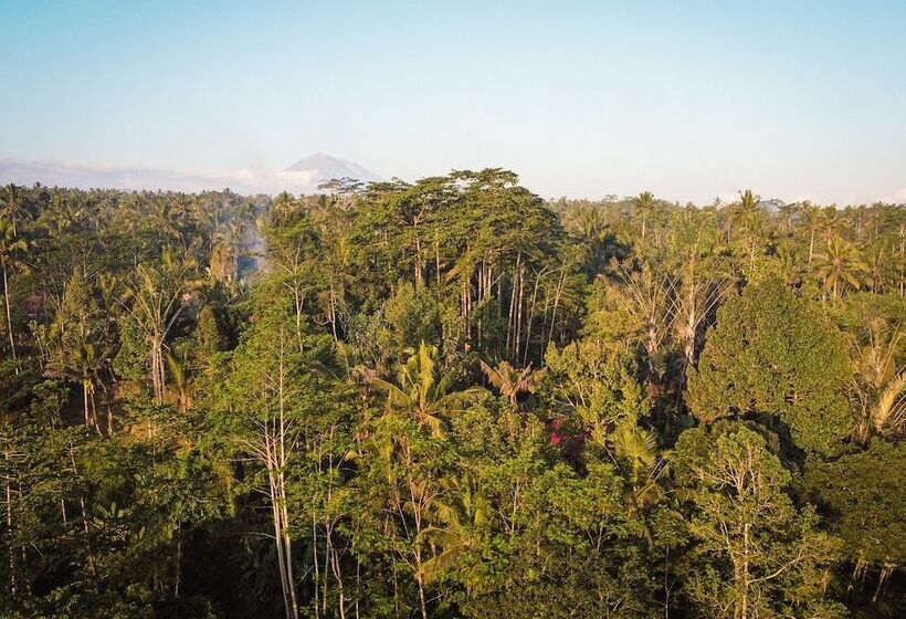 渡假胜地 Daydream Lodge