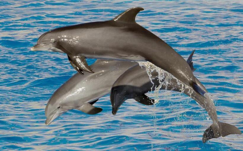 בית מלון כפרי Marineland Hôtel