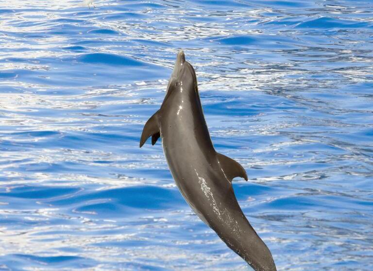 בית מלון כפרי Marineland Hôtel