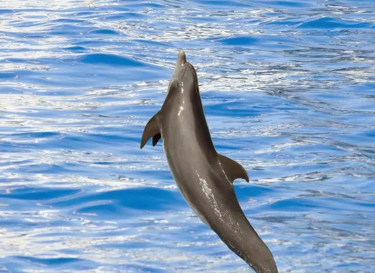 酒店 Marineland Hôtel