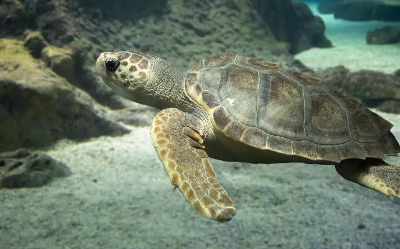 酒店 Marineland Hôtel