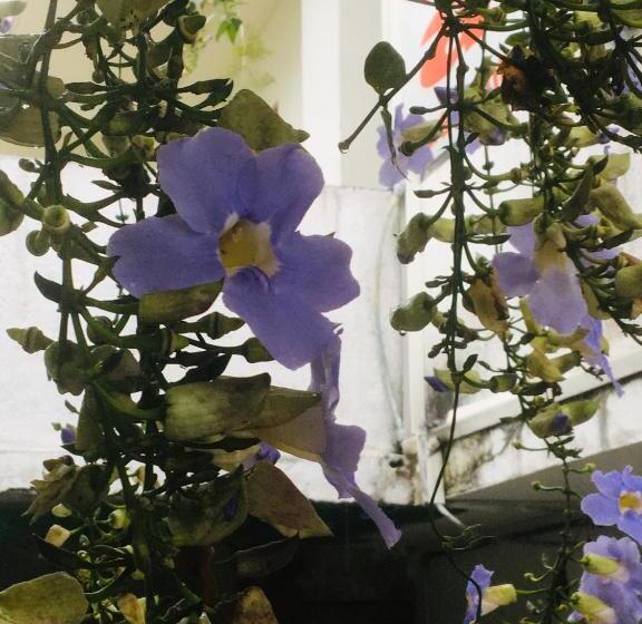 Pension Soorya Inn Ella