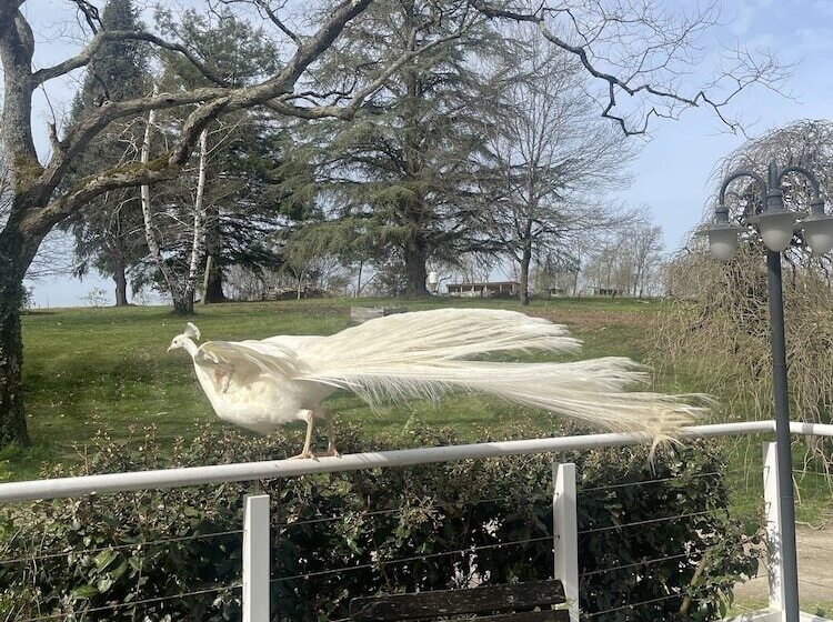 بنسيون Domaine Des Peyries   Chambres Et Table D Hôtes
