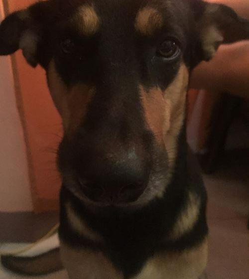 הוסטל Jim S Castle Inn