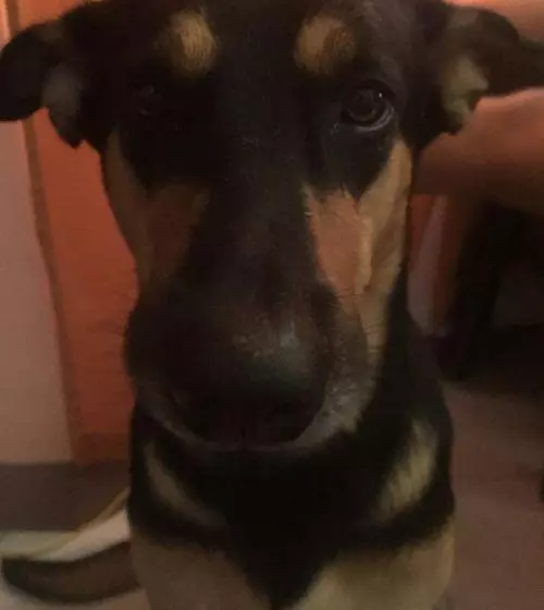 هاستل Jim S Castle Inn