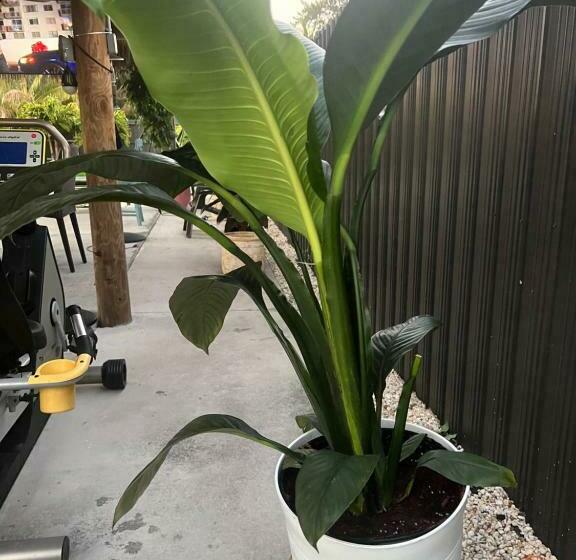 פנסיון Paradise Oasis1