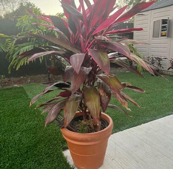 פנסיון Paradise Oasis1