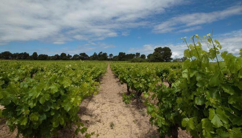 Pensjonat Room In Guest Room   Guest Room In The Heart Of The Vineyard