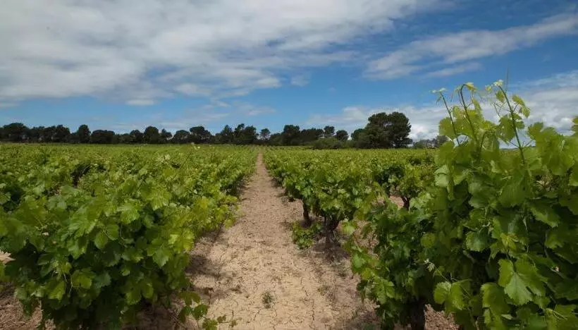Majatalo Room In Guest Room   Guest Room In The Heart Of The Vineyard