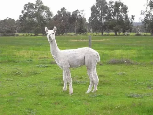 ホテル Dunsborough Rail Carriages & Farm Cottages
