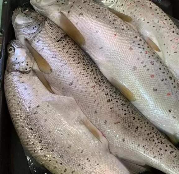 ベッドアンドブレックファースト Camping & Guest House Herges