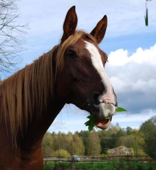هتل Ratsu Turismitalu