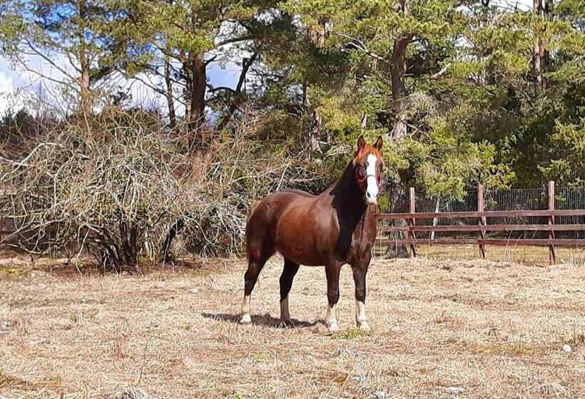 هتل Ratsu Turismitalu