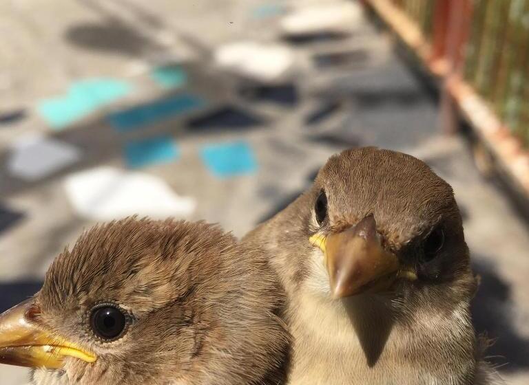 هتل São Jorge Village