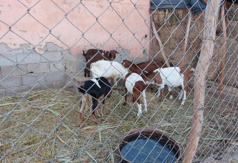 Pension Villa Giulia & Soley