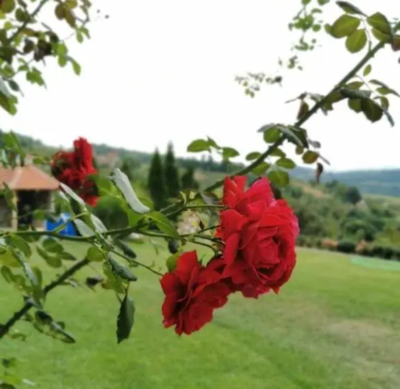 پانسیون Domaćinstvo Sinđelić