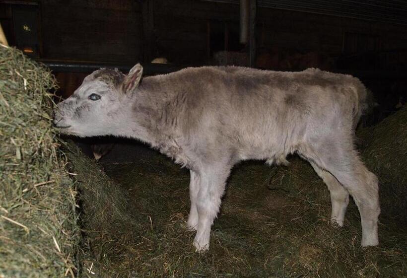 هتل Miðhvammur Farm Stay