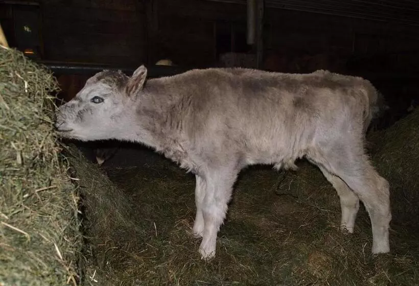 هتل Miðhvammur Farm Stay