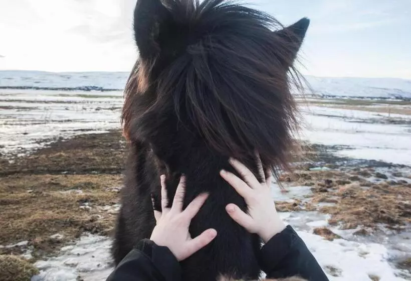 هتل Miðhvammur Farm Stay