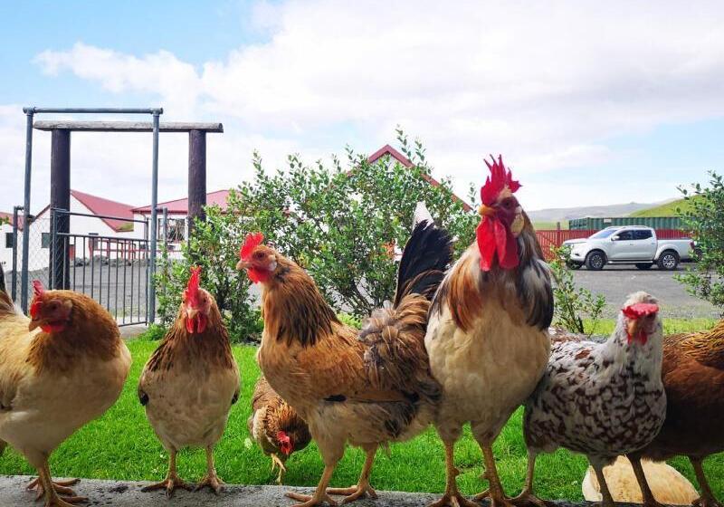 هتل Sólheimahjáleiga Guesthouse