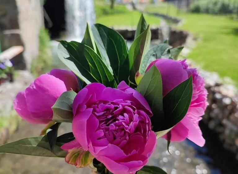 بنسيون Moara De Piatra