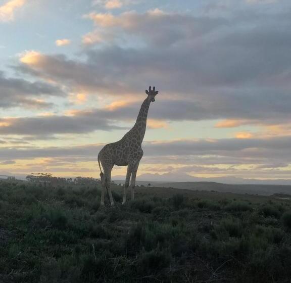 Pension Fijnbosch Game Lodge Jeffreys Bay