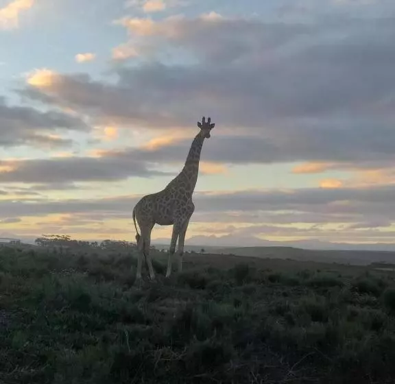 Majatalo Fijnbosch Game Lodge Jeffreys Bay