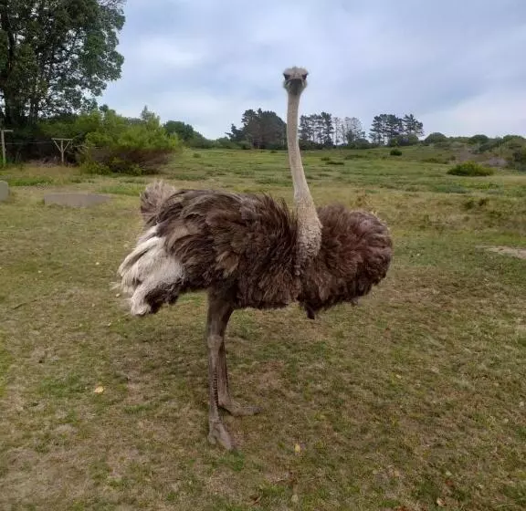 Majatalo Fijnbosch Game Lodge Jeffreys Bay