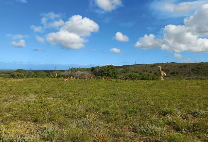 Majatalo Fijnbosch Game Lodge Jeffreys Bay