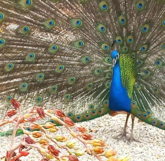 Pension Fijnbosch Game Lodge Jeffreys Bay