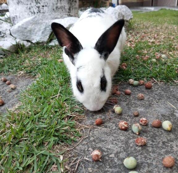 فندق Pousada Estalage