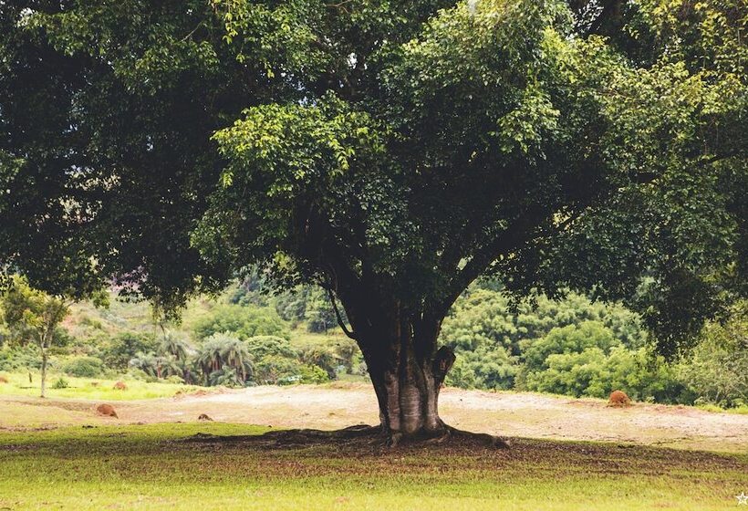 בית מלון כפרי Pousada E Espaço Flor Da Serra