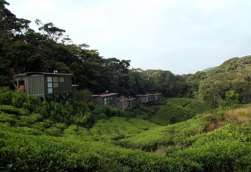 The Rainforest Ecolodge